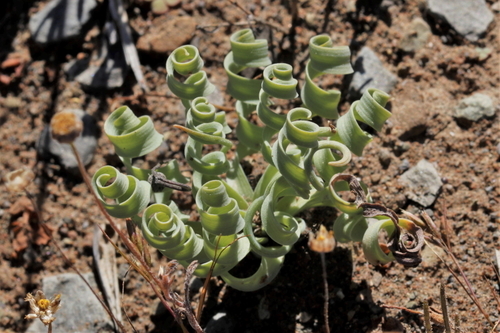 Albuca concordiana