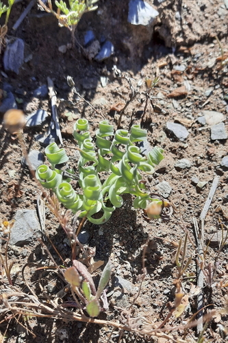 Image of Albuca concordiana by (c) Karen Eichholz, some rights reserved (CC BY)