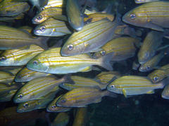 Pomadasys striatus