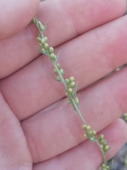 Artemisia marschalliana