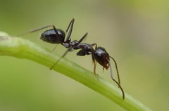 Anoplolepis steingroeveri