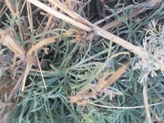 Artemisia marschalliana