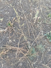 Artemisia marschalliana