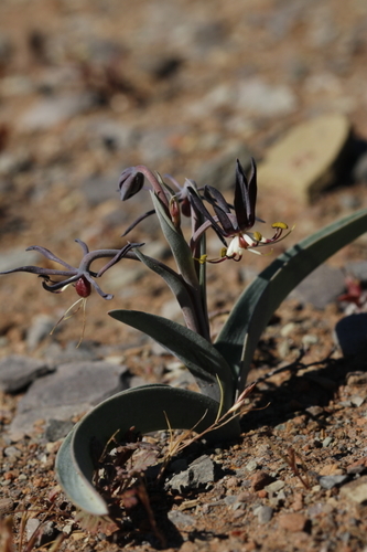 Image of Ornithoglossum vulgare by (c) Karen Eichholz, some rights reserved (CC BY)