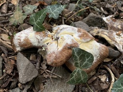 Fungi