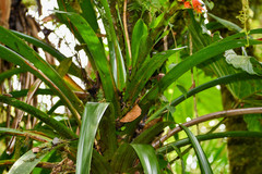 Guzmania multiflora