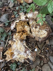 Fungi