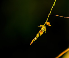 Lepanthes jardinensis