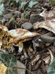 Fungi