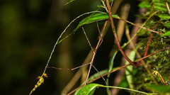 Lepanthes jardinensis