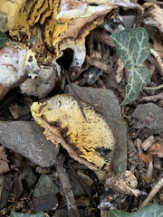 Fungi