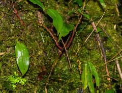 Lepanthes jardinensis