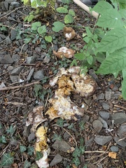 Fungi