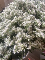 Eupatorium altissimum