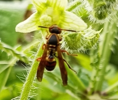 Polistes quadricingulatus