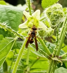 Polistes quadricingulatus