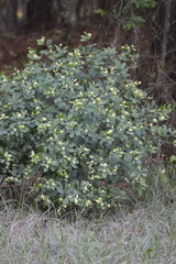 Baptisia nuttalliana