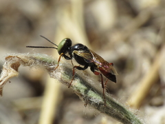 Dryudella tricolor