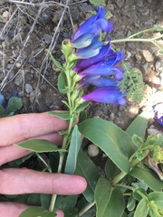 Penstemon glaber brandegeei