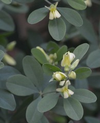 Baptisia nuttalliana