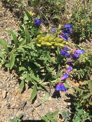 Penstemon glaber brandegeei