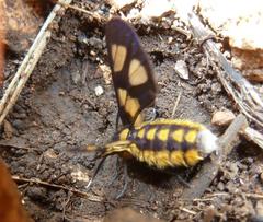 Ceryx anthraciformis