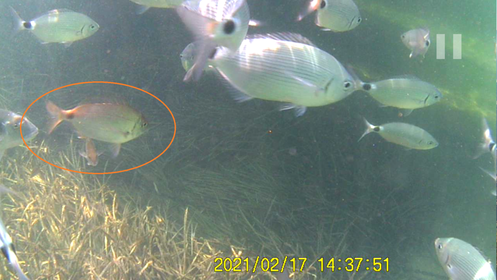 Photo of Annular seabream (Diplodus annularis)