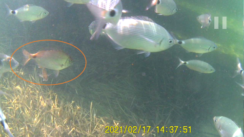 Photo of Annular seabream (Diplodus annularis)