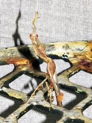 Phyllocrania