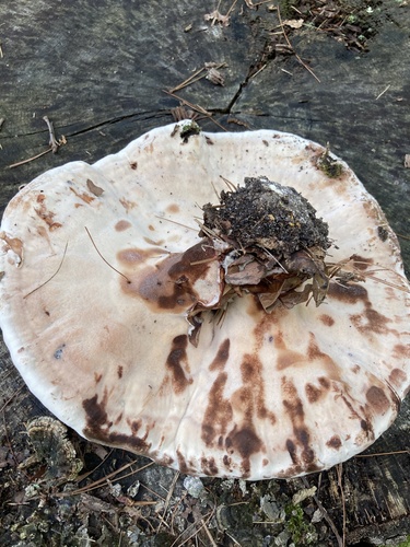 White Chicken Mushroom