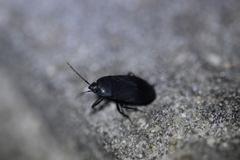 Lethaeus cribratissimus