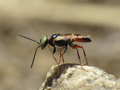 Dryudella tricolor
