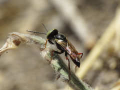 Dryudella tricolor