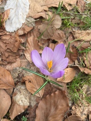 Crocus
