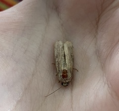 Spodoptera frugiperda