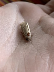 Spodoptera frugiperda