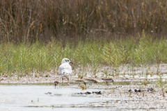 Calidris minuta