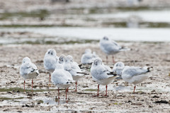 Chroicocephalus ridibundus