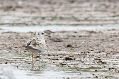 Chroicocephalus ridibundus