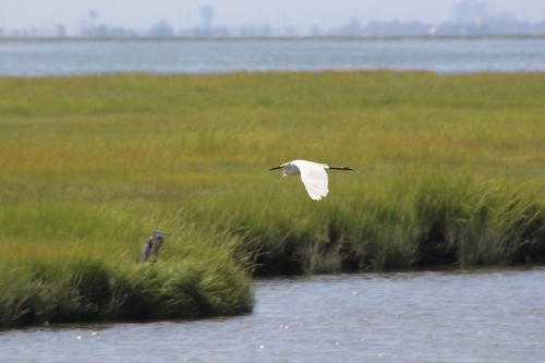 Snowy Egret photographed in New Jersey