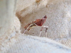Galasa nigrinodis