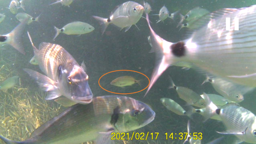 Photo of Annular seabream (Diplodus annularis)