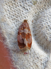 Clepsis listerana
