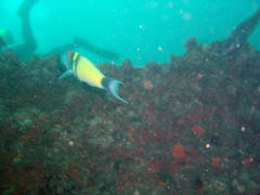 Thalassoma hebraicum