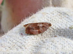 Clepsis listerana