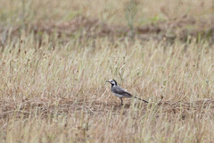 Motacilla alba