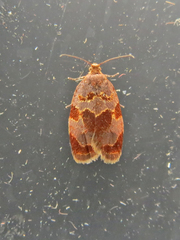 Clepsis listerana