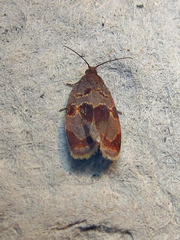 Clepsis listerana