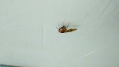 Camponotus conspicuus