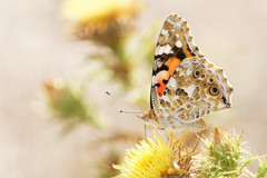 Vanessa cardui
